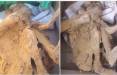 مومیایی های معدن زواره,پیدا شدن جسد مومیایی در زواره