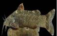 گونه جدید ماهی,کشف و ثبت جهانی گونه جدید ماهی به نام علی دایی