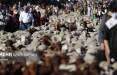 تصاویر عبور هزاران گوسفند از سطح شهر مادرید,عکس گوسفند,تصاویر گوسفندها در مادرید