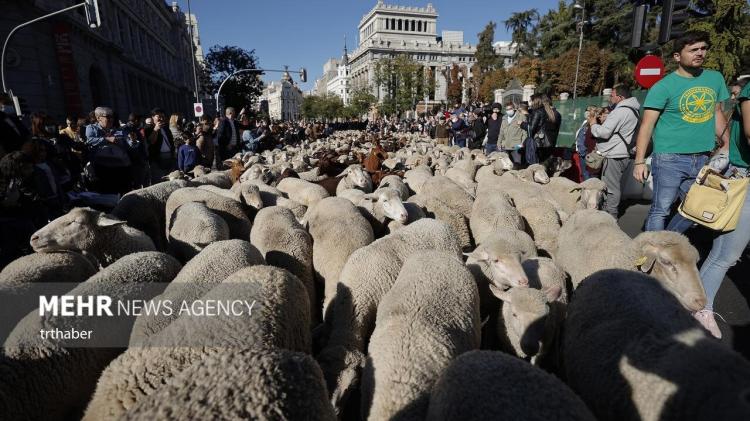 تصاویر عبور هزاران گوسفند از سطح شهر مادرید,عکس گوسفند,تصاویر گوسفندها در مادرید