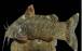 گونه جدید ماهی,کشف و ثبت جهانی گونه جدید ماهی به نام علی دایی