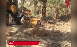 فیلم/ صادرات درختان نخل بوشهر به کشورهای عربی خلیج فارس!