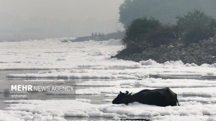 تصاویر ظاهر شدن کف‌های سمی در رودخانه یامونا هند,عکس های کف های سمی در رودخانه یامونا,تصاویر رودخانه یامونا