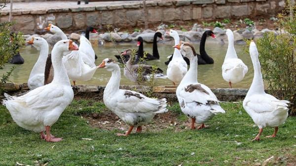 آنفلوانزای فوق حاد پرندگان,پرورش غیر مجاز اردک بومی در مازندران