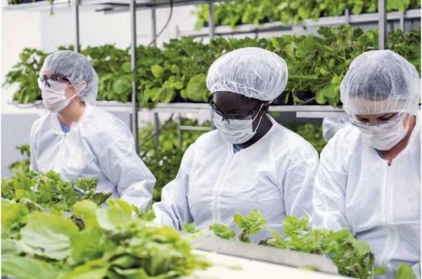 واکسن کرونا,واکسن گیاهی کرونا