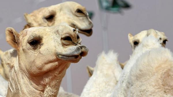 بوتاکس لب شتر ,مسابقات شترسواری در عربستان