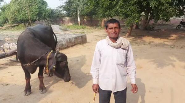 کشاورز هندی,شکایت کشاورز هندی از گاوهایش