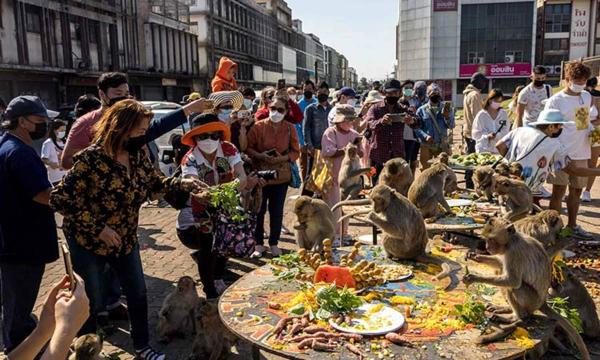 میمون,جشنواره میمون‌ها در تایلند