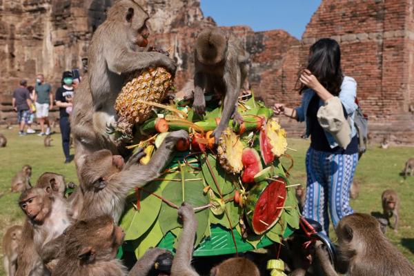 میمون,جشنواره میمون‌ها در تایلند