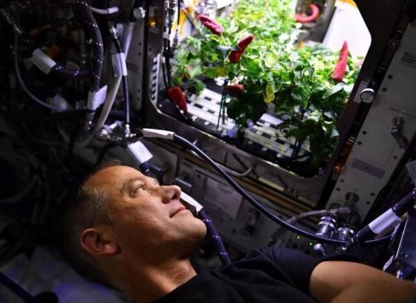 ایستگاه فضایی بین‌المللی, فلفل‌های چیلی در فضا