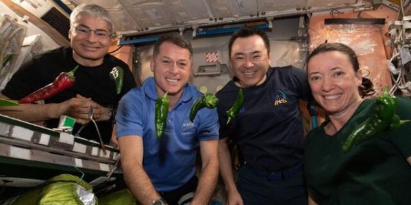 ایستگاه فضایی بین‌المللی, فلفل‌های چیلی در فضا