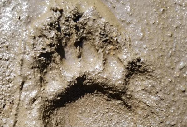 ردپا های فسیلی,انسان های اولیه