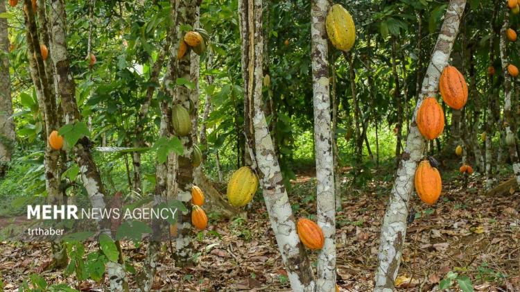 تصاویر برداشت کاکائو در کامرون,عکس های برداشت کردن کاکائو در کشور کامرون,تصاویر تولید کاکائو در کامرون