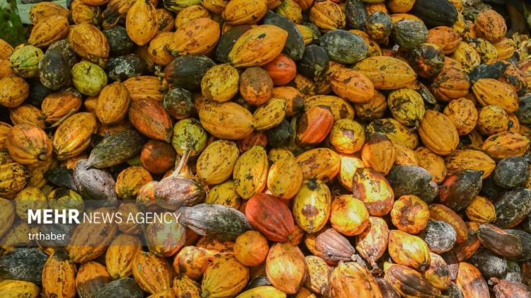 تصاویر برداشت کاکائو در کامرون,عکس های برداشت کردن کاکائو در کشور کامرون,تصاویر تولید کاکائو در کامرون