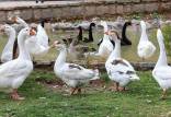 آنفلوانزای فوق حاد پرندگان,پرورش غیر مجاز اردک بومی در مازندران