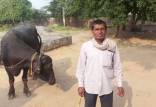 کشاورز هندی,شکایت کشاورز هندی از گاوهایش