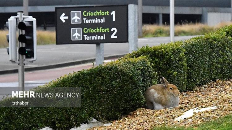تصاویر خرگوش‌های ایرلندی در فرودگاه,عکس های خرگوش ها در فرودگاه,تصاویری از خرگوش ها در فرودگاه