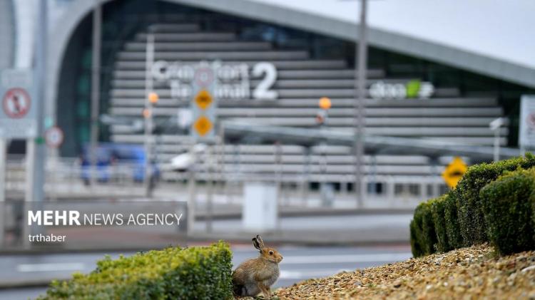 تصاویر خرگوش‌های ایرلندی در فرودگاه,عکس های خرگوش ها در فرودگاه,تصاویری از خرگوش ها در فرودگاه