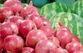 افزایش قیمت انار در بازار در آستانه شب یلدا,قیمت میوه در یلدا