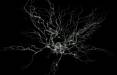 سیستم عصبی- نوری,خاطره های موش ها