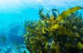 جلبک دریایی,خاصیت ضدویروسی جلبک دریایی