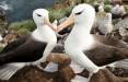نرخ طلاق بین پرندگان دریایی,آلباتروس
