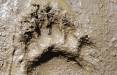 ردپا های فسیلی,انسان های اولیه
