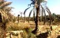 درخت نخل,نخل‌های صادراتی به قطر