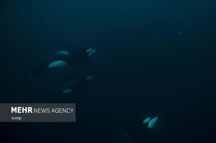 تصاویر نهنگ‌های قاتل در شمال نروژ,عکس های نهنگ ها در نروژ,تصاویر نهنگ ها در کشور نروژ