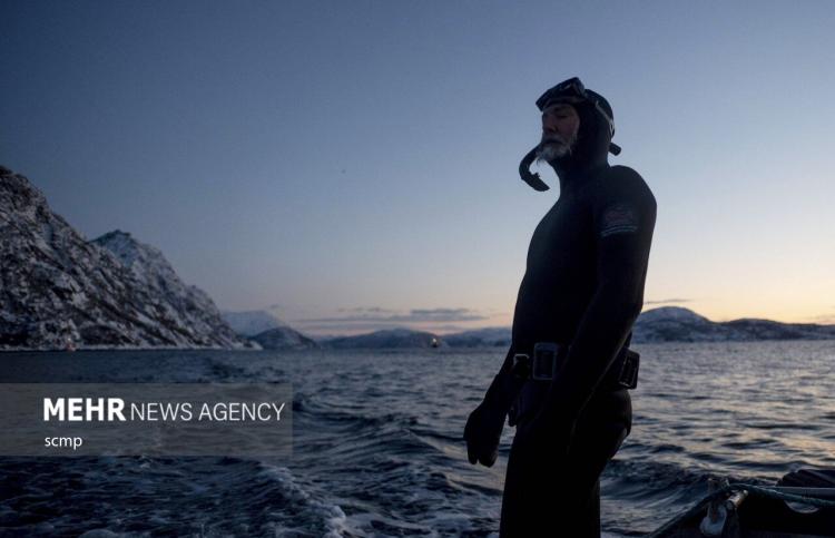 تصاویر نهنگ‌های قاتل در شمال نروژ,عکس های نهنگ ها در نروژ,تصاویر نهنگ ها در کشور نروژ
