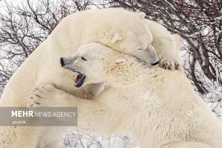 تصاویری جالب و خنده‌دار از شادی خرس‌های قطبی در چرچیل کانادا,عکس های خرس قطبی,تصاویر خرس های قطبی در کانادا