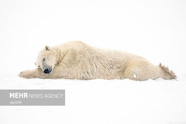 تصاویری جالب و خنده‌دار از شادی خرس‌های قطبی در چرچیل کانادا,عکس های خرس قطبی,تصاویر خرس های قطبی در کانادا
