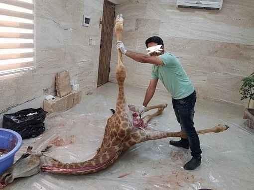 خبر مرگ شیر دریایی دلفیناریوم برج میلاد تهران,مرگ حیوانات