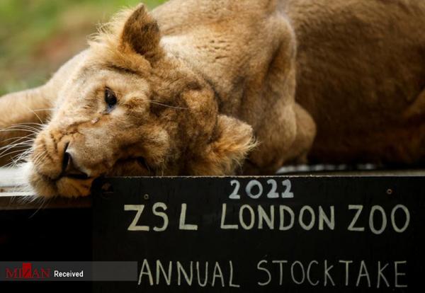سرشماری سالانه باغ وحش لندن,باغ وحش لندن