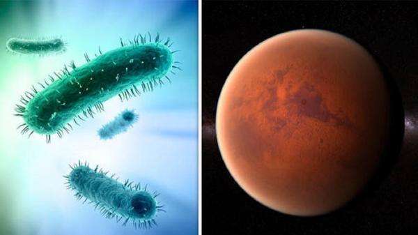 باکتری,قابلیت حرکت باکتری ها در فضا