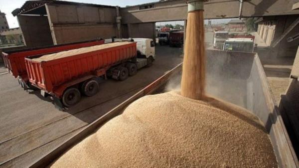 واردات گندم آلوده,گندم آلوده در ایران