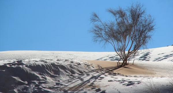 بارش برف در بزرگترین صحرای جهان,برف در صحرا الجزایر