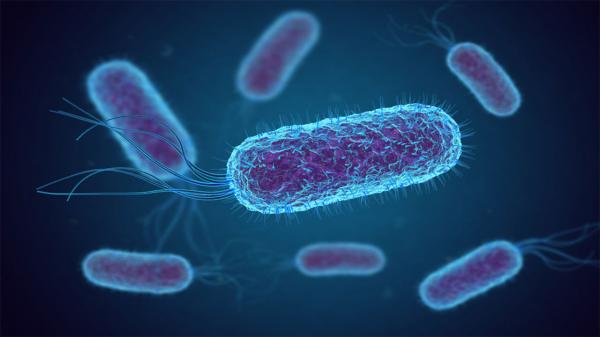 باکتری,هفتاد هزار باکتری در بدن انسان