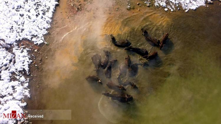 تصاویر گاومیش‌ها در چشمه آب گرم