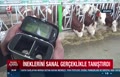 فیلم/ ابتکار عجیب یک دامدار؛ شیردهی بیشتر گاوها با عینک‌های سه بعدی