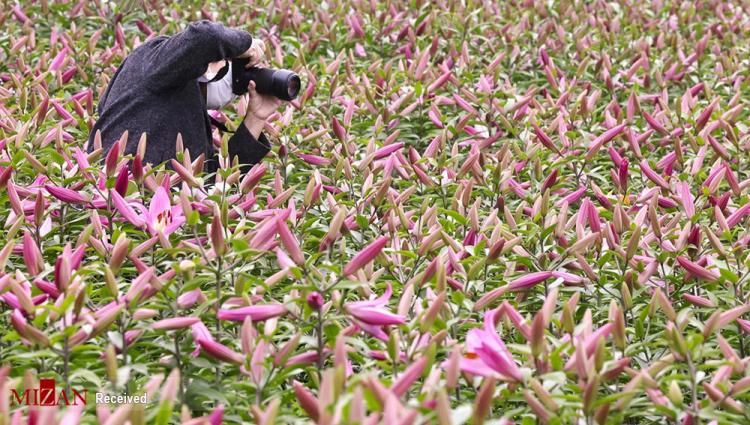تصاویر آماده سازی سال نو چینی در مزرعه گل گلایول,عکس های سال نو چینی,تصاویری از آماده شدن چینی ها برای سال نو