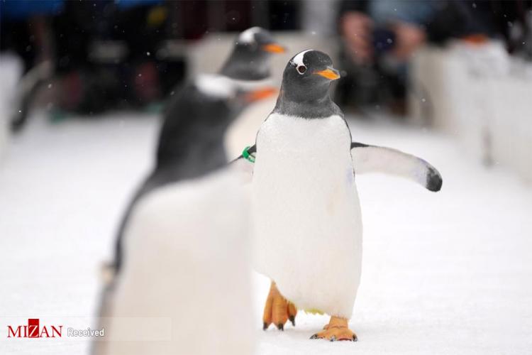 تصاویر پنگوئن‌ها در پارک قطبی هاربین چین,عکس های پنگوئن‌ها در چین,تصاویر پنگوئن‌ها در پارک چین