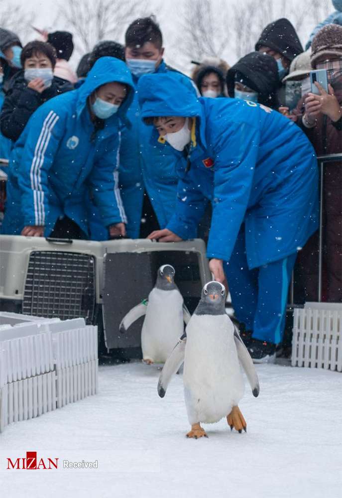 تصاویر پنگوئن‌ها در پارک قطبی هاربین چین,عکس های پنگوئن‌ها در چین,تصاویر پنگوئن‌ها در پارک چین