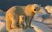 خرس قطبی,انقراض خرس‌های قطبی تا سال ۲۱۰۰