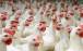 مرغ,تعیین قیمت جدید مرغ پس از حذف ارز دولتی