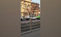 فیلم/ ماجرای حضور موش‌های بالای درخت در تهران
