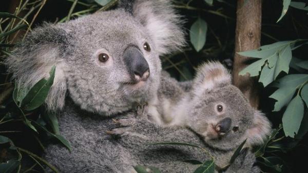 کوآلاها,انقراض کوآلاها در استرالیا
