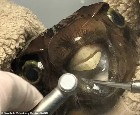 ماهی,ماهی در دندانپزشکی