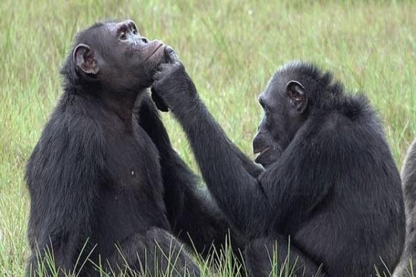 شامپانزه,بازسازی زخم توسط حشرات
