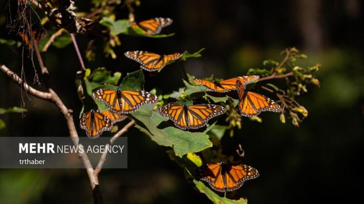تصاویر مهاجرت ۴۸۰۰ کیلومتری پروانه‌های پادشاه,عکس های مهاجرت پروانه ها,تصاویر پروانه های پادشاه
